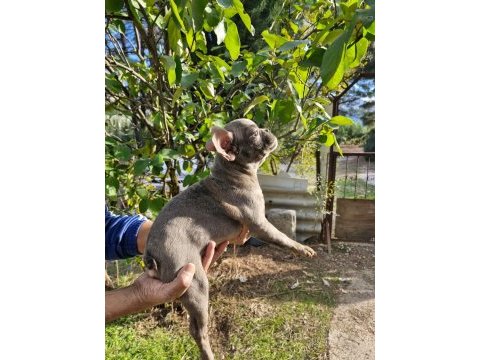 Blue dişi french bulldog yavrumuz