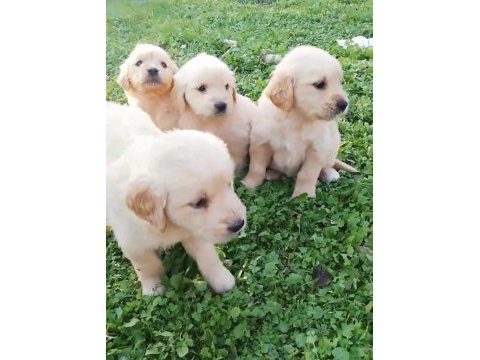 Orijinal golden retriever bebeklerimiz