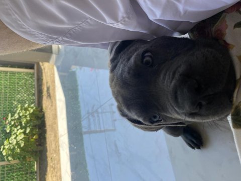 Safkan dişi cane corso blue