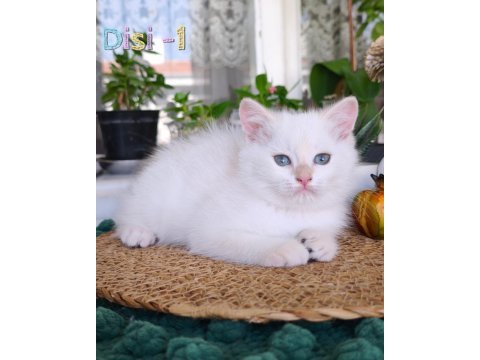 Safkan british longhair ve shorthair show kalite yavrular