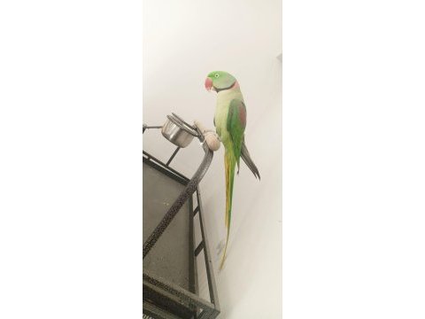 İskender papağanı jumbo boy