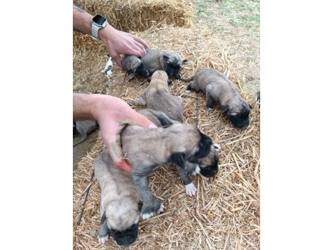 Yeni doğmuş kangal yavruları