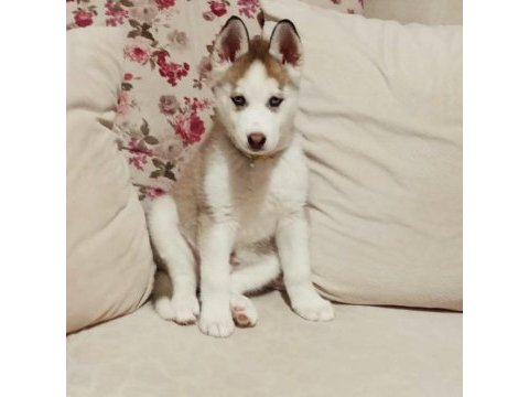 Safkan husky yavruları