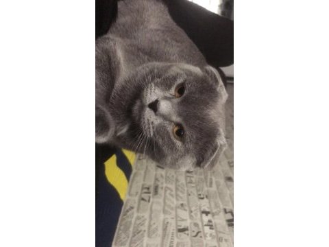 7 aylık scottish fold