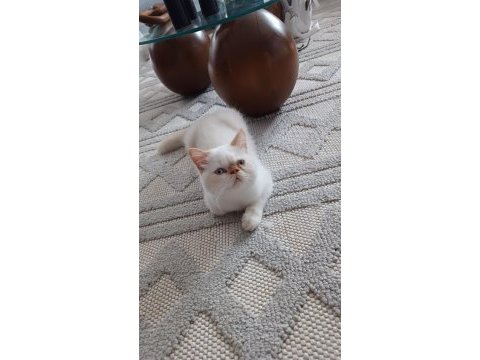 Show kalite ırk garantili exotic shorthair bebeğimiz