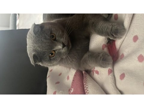 British shorthair kedimiz sahiplendirilecektir