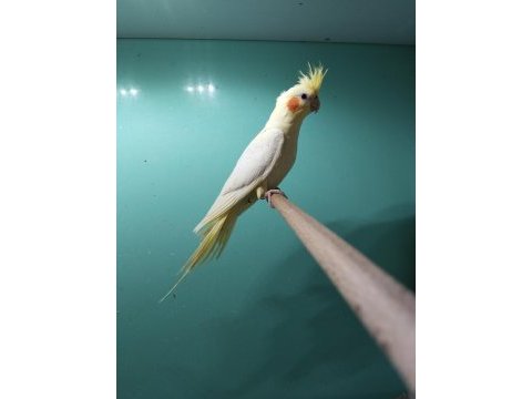 Damızlık erkek ve dişi takım sultan papağanlar