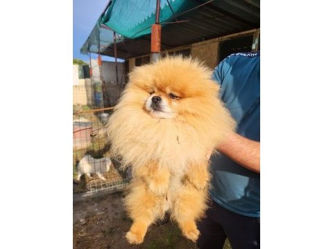 Mini pomeranian boo bebekler