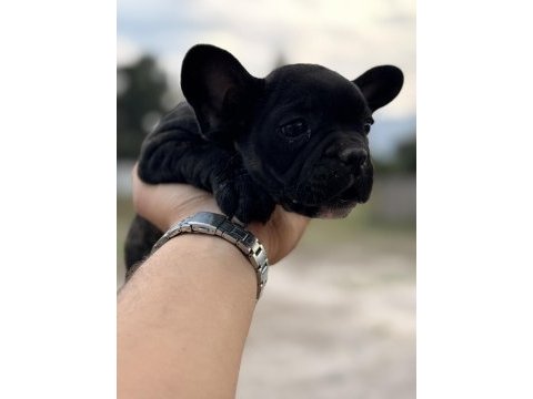 2 adet french bulldog bilgi almadan geçmeyin