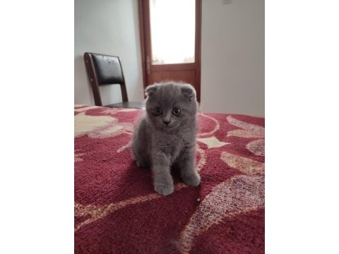 2 aylık scottish fold yavrularımıza yuva arıyoruz