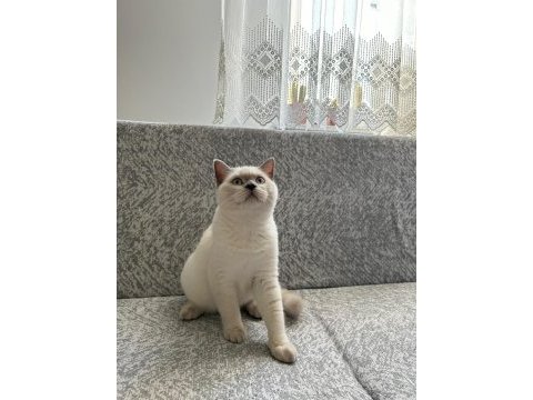 British shorthair yavrumuza yeni yuva arıyoruz