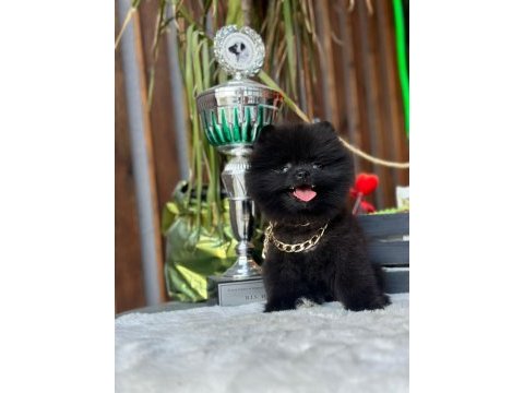 Bakanlık onaylı üretim çiftliğinden pomeranian