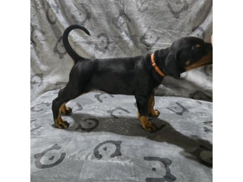 Teslime hazır doberman yavruları