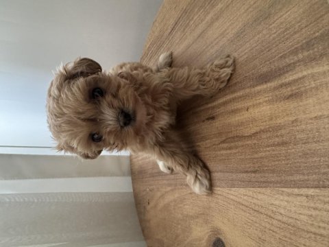 Teacup maltipoo bebek
