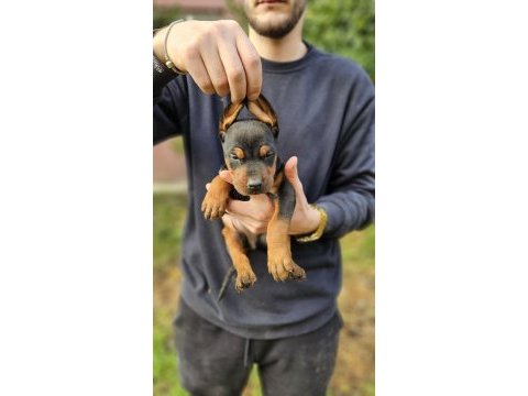 Doberman bebekleri