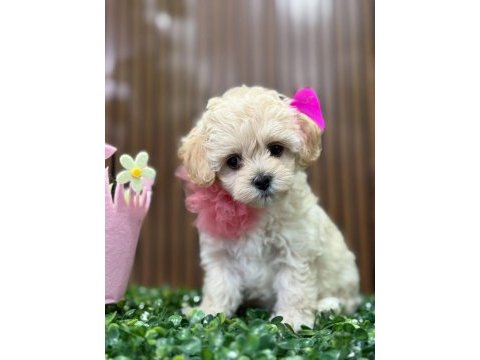 Poodle ayarında yavrular