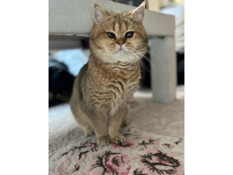 Acil golden british shorthair acil yazın görüşelim