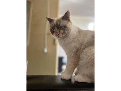 British blue point kedimiz sahiplendirilecektir