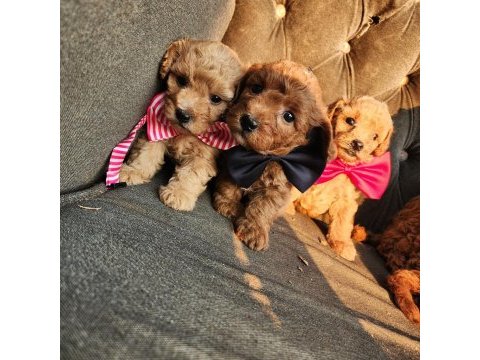 Anne altından mini maltipoo