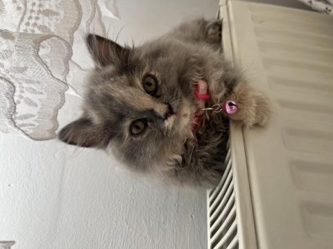 British longhair