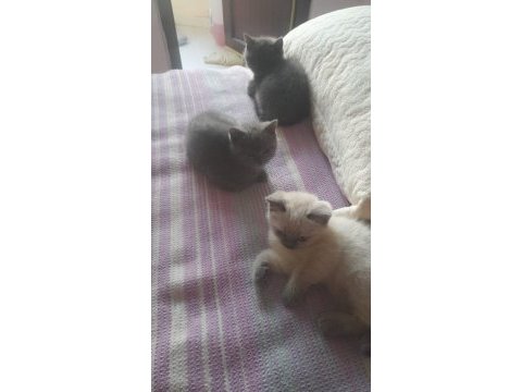 3 tane birbirinden güzel yavru kediler