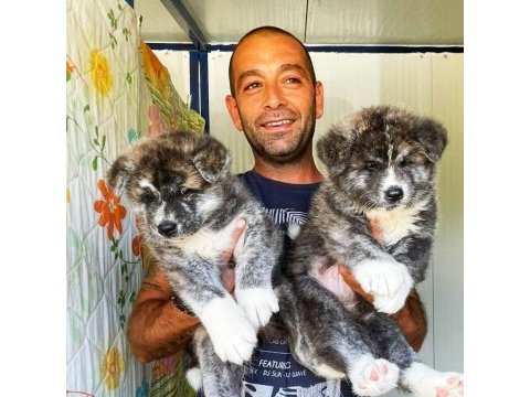Japon akita çiftliğinden şecere belgeli yavrular