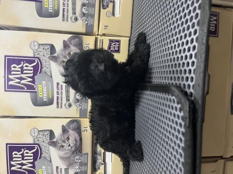 Irkının em güzel morkie örnekleri mağazamızdan
