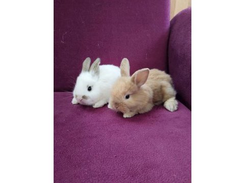 Sevimli bebek tavşanlar