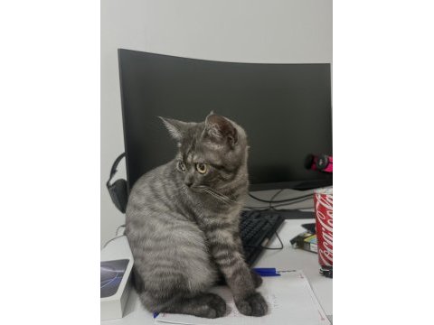 British shorthair anne ve yavrusu