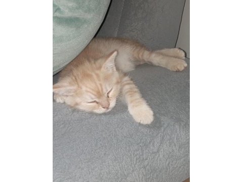 2 aylık erkek wc eğitimli british shorthair