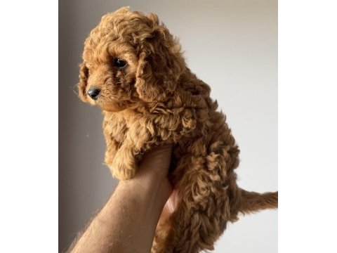 Orjinal toy poodle yavrular yeni yuvalarını arıyor