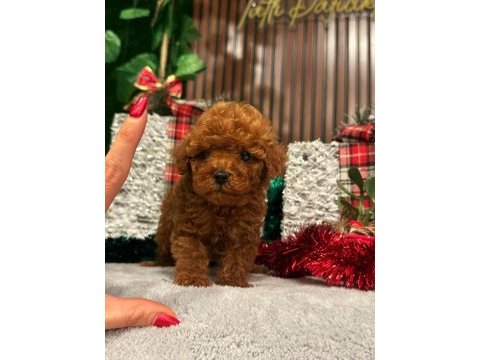 Anne altından tatlı tadında poodle bebekleri