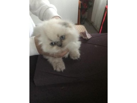 Scottish fold bebek