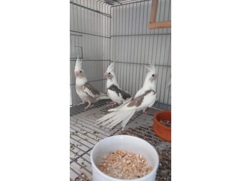 Yeni yeme düşen jumbo boy sultan papağanı yavrular