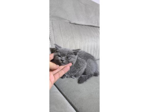 2 aylık kedimiz