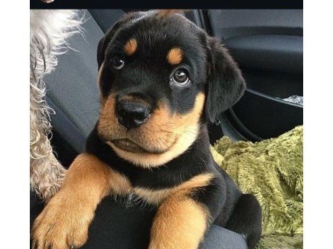 Sadık rottweiler yavrular