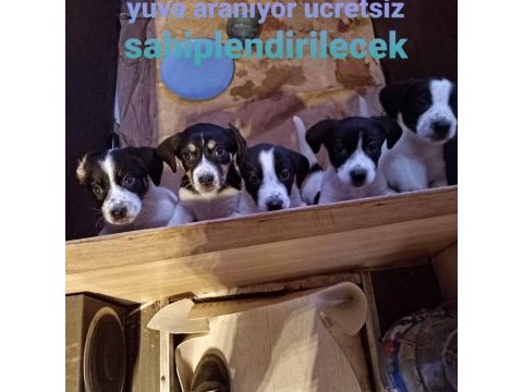 Border collie köpekler