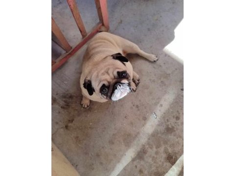 Kızanda dişi pug sıfır burun gül kuyruk