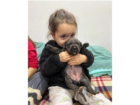 Safkan dev anne baba sıfır hata cane corso