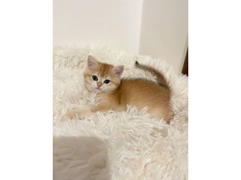 Muhteşem güzellikte golden shorthair yavrular