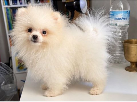 Orijinal pomeranian boo dişi yavru