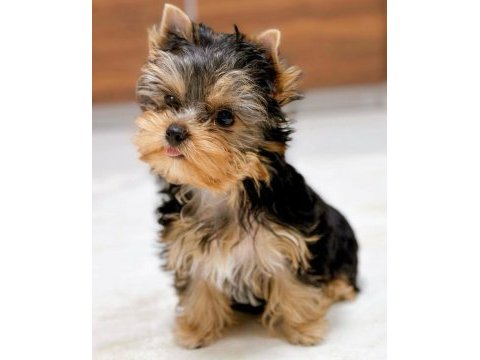 Tuvalet eğitimi tam minik yorkshire terrier
