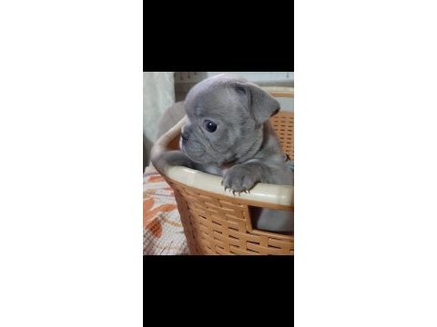 Egzotik renk french bulldog bebeklerimiz