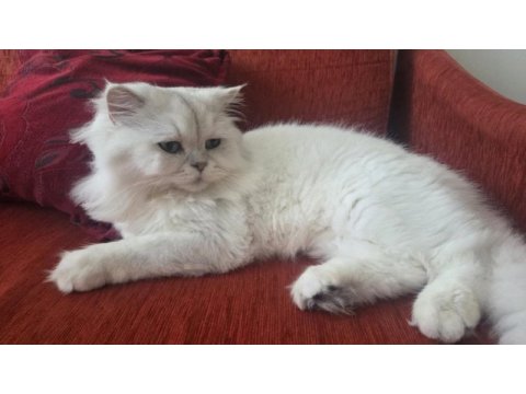 Kısır 2 yaşında erkek british longhair