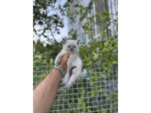 Blue point british shorthair bebekler