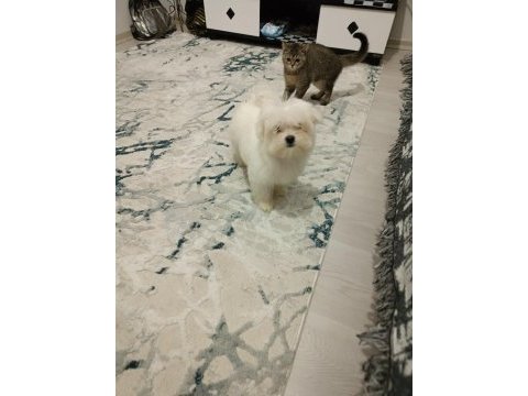Kore kan maltese bebek harika