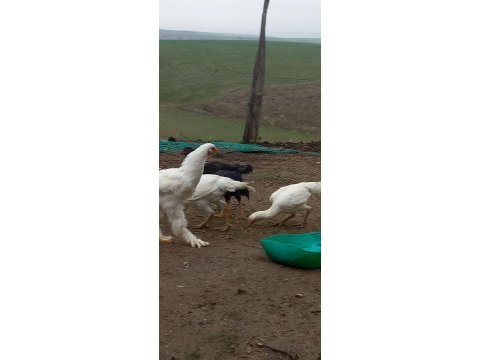 Orijinal brahma horozları