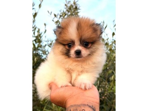Güzellik abideleri pomeranian köpekler