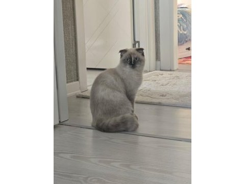 Güzel scottish fold kız