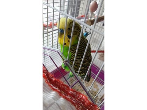 Erkek muhabbet kuşu